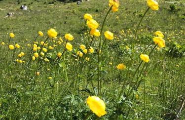 Ferienwohnung Steibis / Allgäu - Foto 29