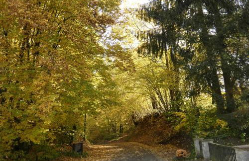 Goldener Fuchs in Moschendorf - Foto 9