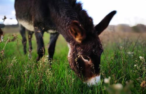 Agriturismo Casale dei Frontini - Photo 97