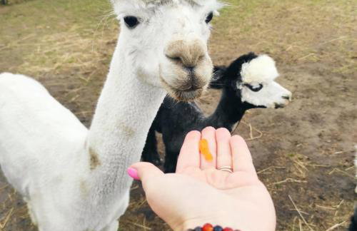 Agroturystyka Nad Łąkami - Foto 21