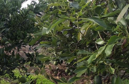 Vv Casa Conchi - Photo 53