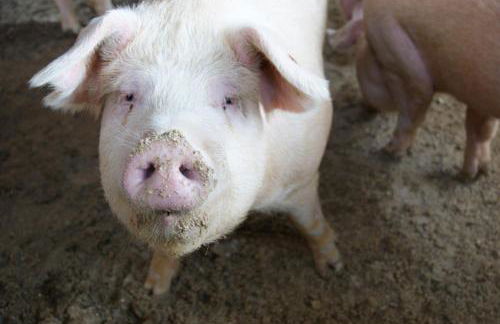 Agriturismo Villa Mocenigo - Photo 42