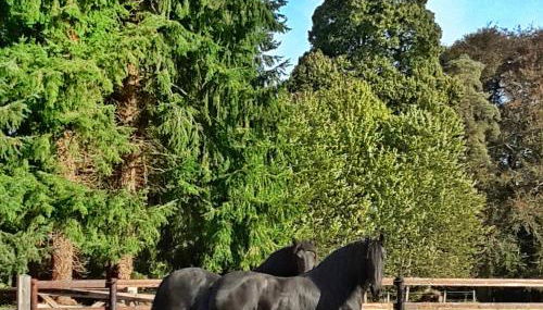 L'Orangerie - Foto 5