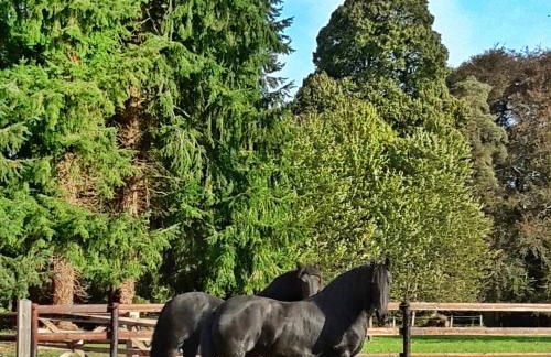 L'Orangerie - Foto 5