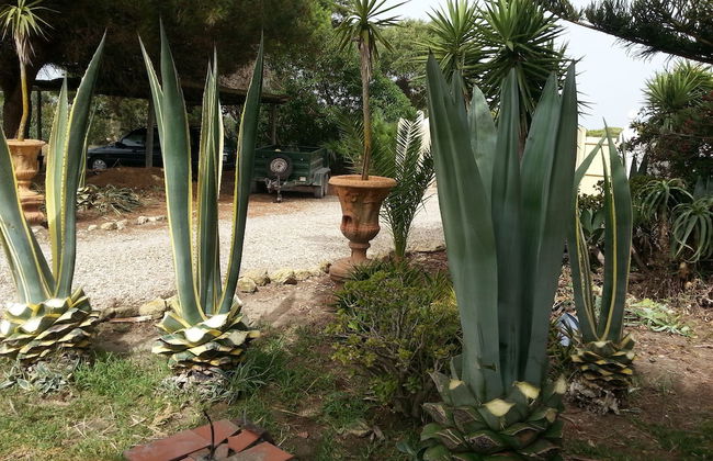 Villa Pinos Zahora - Beach Front Pine Trees - Foto 34