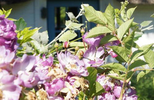 Ferienkate Kap Eiderstedt - Foto 18