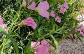 Evilion house inTholo. Sea, nature, relaxation! - Foto 52