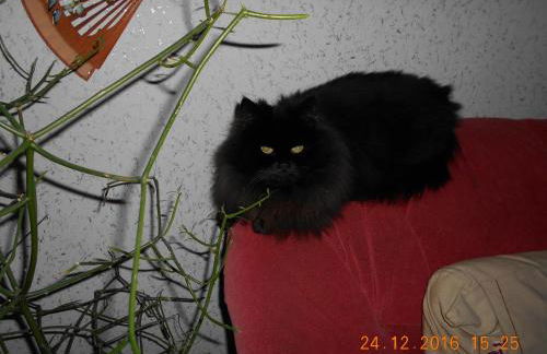 Vermiete sehr schönes Apartment in Dankerode im Harz - Foto 26