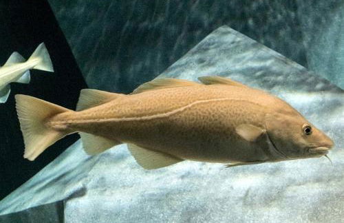 Silvaapartments - Foto 71