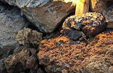 Recanto Terra Alta - Photo 47