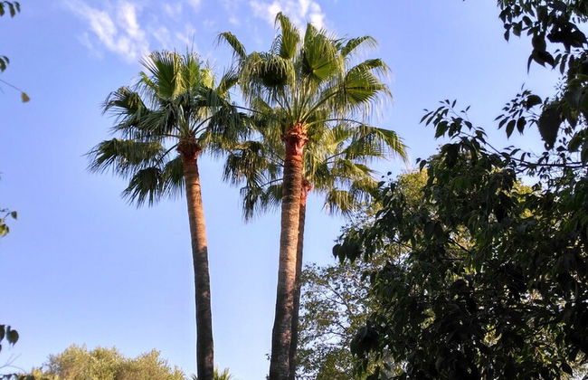 Agroturismo Finca Son Amora - Photo 29