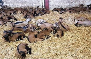 Chalet SPA Le Diamant Nathalie MN La Rouge - Foto 52