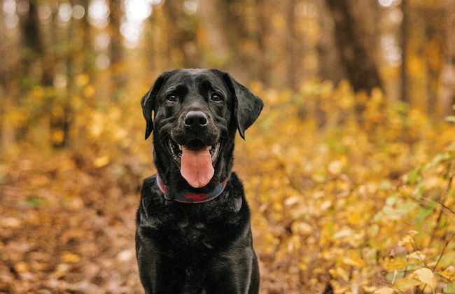 Postcard Cabins Machimoodus, Outdoor Collection by Marriott Bonvoy - Foto 64