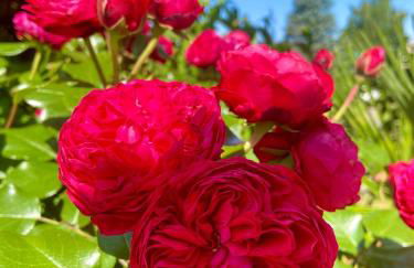 Landhaus Waltersdorf - Pool & Wellness - Foto 5