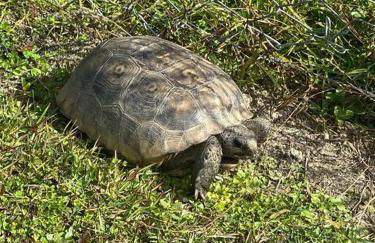 Professor Rousseau's Tiki Hideaway - Foto 34