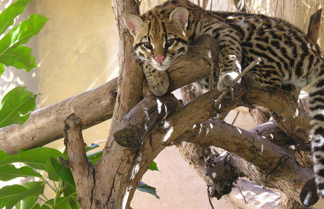 Terra Natura Benidorm - ¡¡Oferta Especial Invierno!! - Foto 1