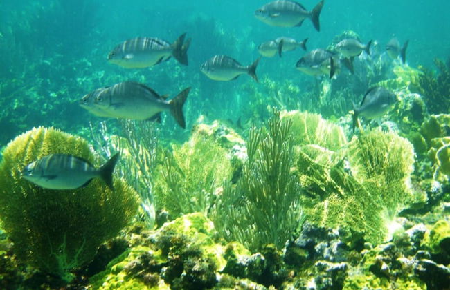 Pink Sands Point Main House 4 Bedroom Home - Foto 18