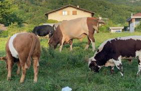 Beautiful Lake Annecy Villa - Foto 67