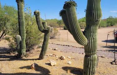 R&R in Saguaro Natl Park - Foto 16