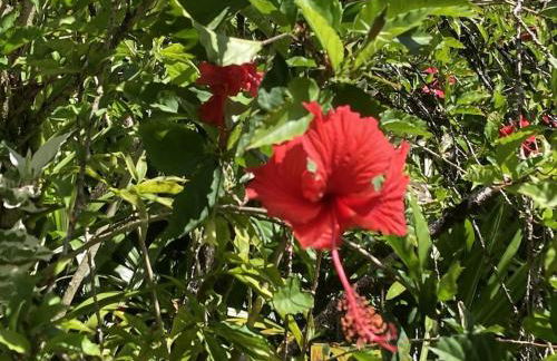 Tropical Jungalow Near the Ocean Cliffs - Foto 23