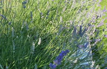 Villa Šterna - Foto 34