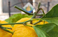 Casa Fortuna a DUE passi dal Mare - Foto 11