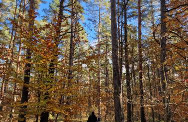 Łap Las Pelnik - Photo 33