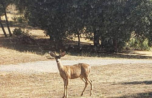 The Couple's Cabin in Wynola 2 NIGHT MINIMUM - Foto 47