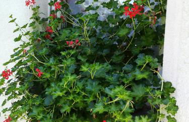 Apartment Dietze - Foto 33