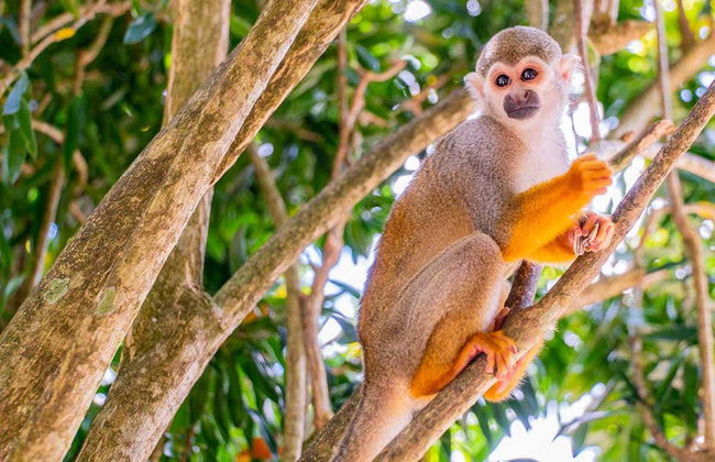 Excursão à Monkeyland - Foto 1