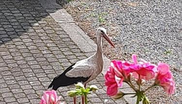 Apartament nad wodą - Foto 3