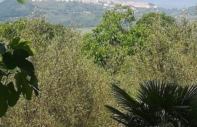 Agriturismo le Cammarose - Photo 41