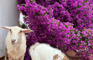 Santuário SOS Animal - Foto 14