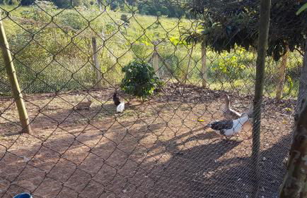 Sítio Santa Filomena - São Roque - Foto 51