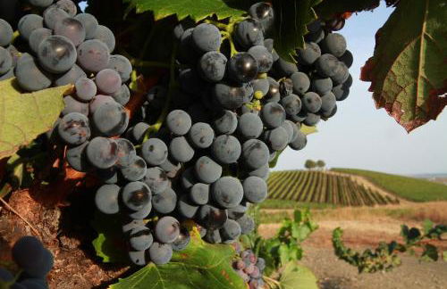 Casa dos Avós - Foto 36