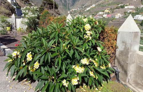 Gomera Garden. Vista Mar Altozano - Foto 38