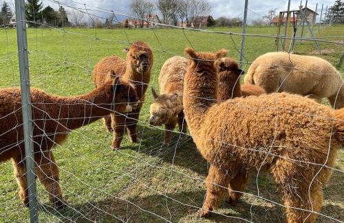 Bauernhof Glamping mit Alpakas und Ziegen - Foto 22