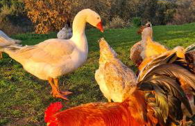 Agriturismo Le Serre - Foto 35