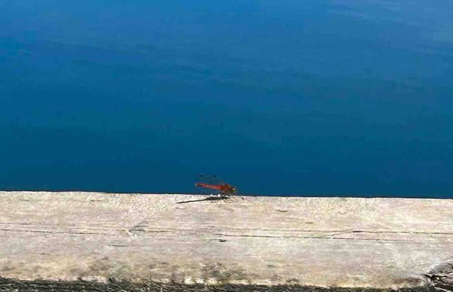 Le Ptit Canada Escape - Photo 14