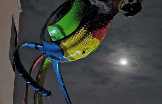 parrot house san antonio - Photo 16