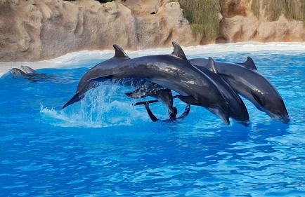 Apartment-Deluxe Victory South Tenerife - Foto 24