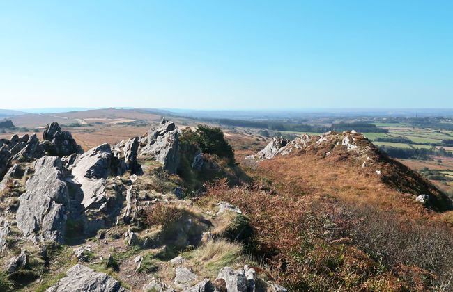 Blaue Hortensie - Foto 27