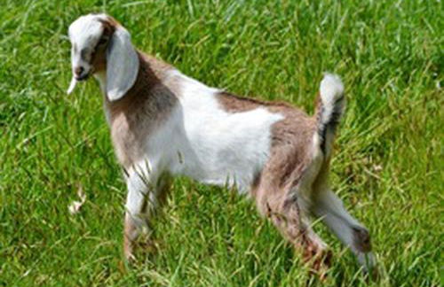 Luxury Log Cabin with Mountain and Forest Views near Asheville, North Carolina - Foto 25