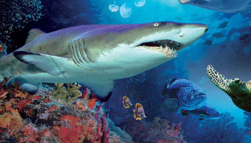Uno squalo dell'Aquaria KLCC