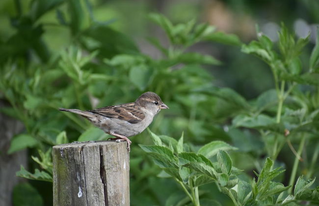 Mongolian Yurts Fordhall Organic Farm - Photo 18