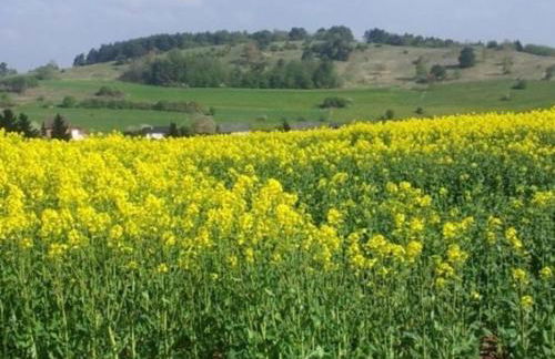 Eifelferienhaus Thome - Foto 19