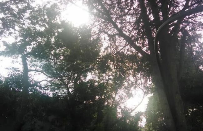 Nature Houses - Foto 49