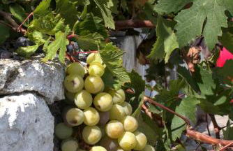 Tonia's Cottage - Foto 29