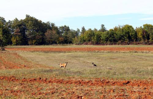 Holiday house with a parking space Celici, Central Istria - Sredisnja Istra - 7333 - Foto 14
