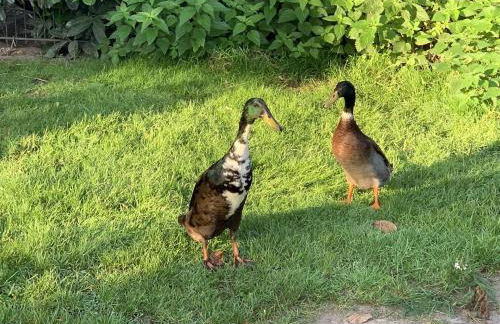 Ferienhof Klein - Foto 31